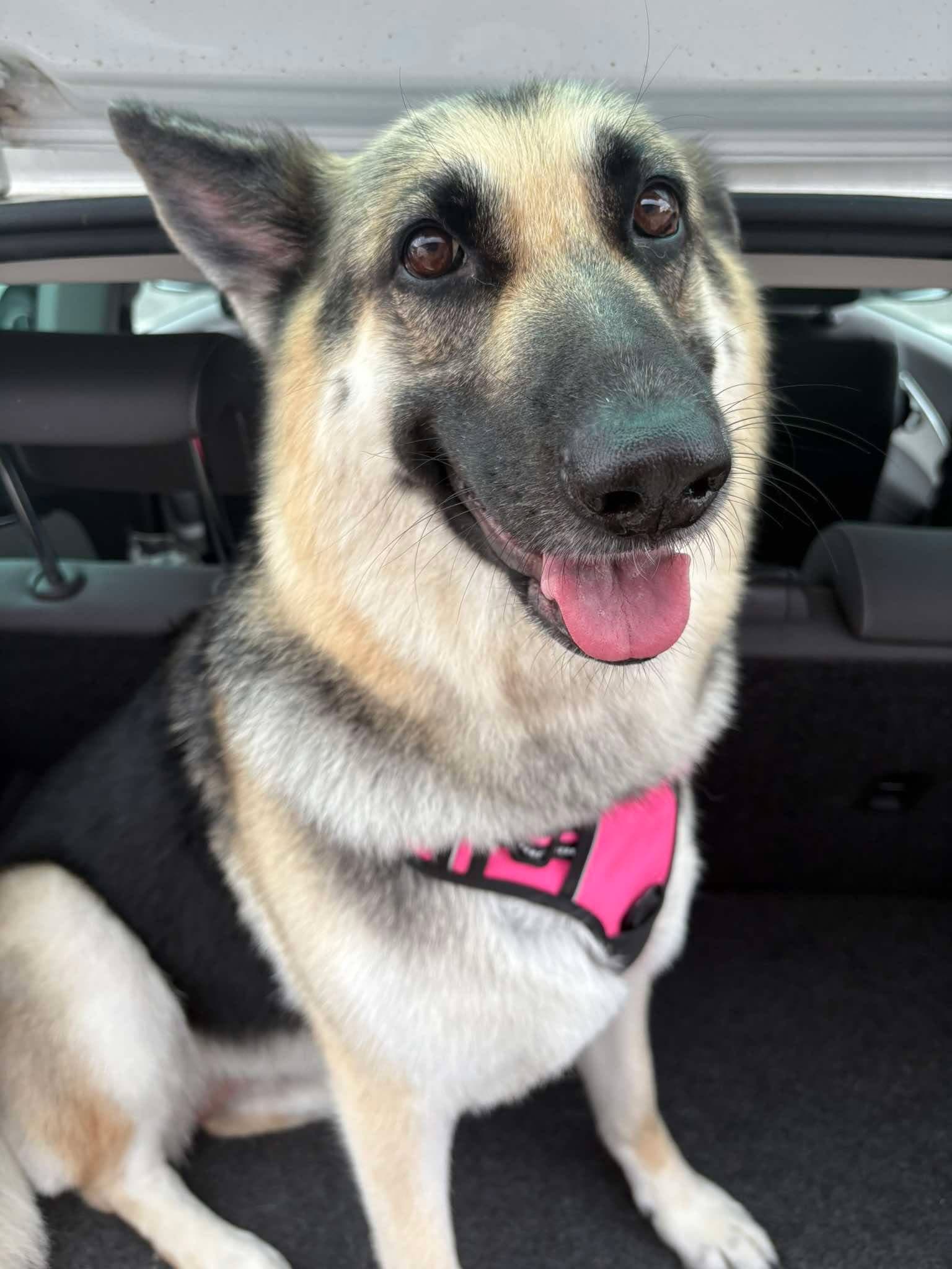 A happy German Shepherd in a pink harness, tongue out