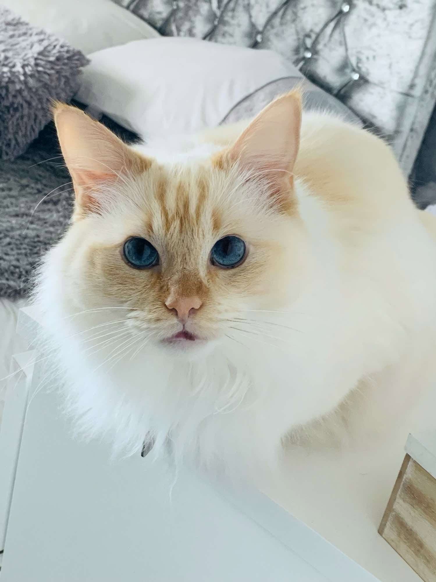 A fluffy cream cat with bright blue eyes